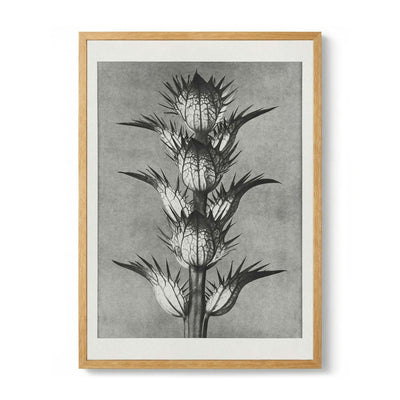 Karl Blossfeldt Photogravure Nr 101