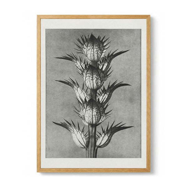 Karl Blossfeldt Photogravure Nr 101