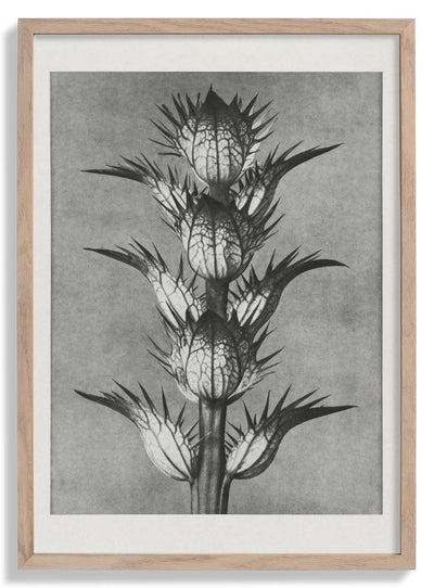 Karl Blossfeldt Photogravure Nr 101