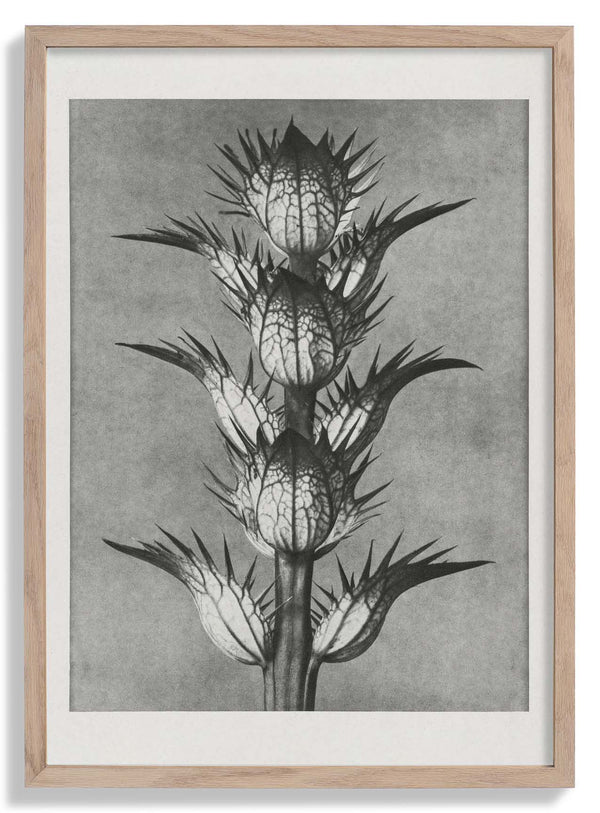 Karl Blossfeldt Photogravure Nr 101