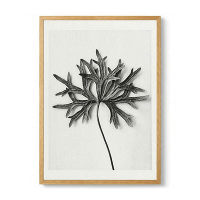 Karl Blossfeldt Photogravure Nr 103