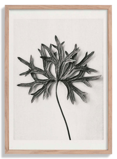 Karl Blossfeldt Photogravure Nr 103