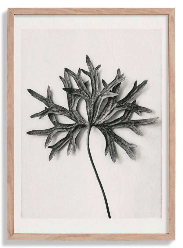 Karl Blossfeldt Photogravure Nr 103