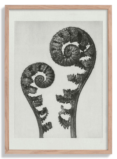 Karl Blossfeldt Photogravure Nr 109