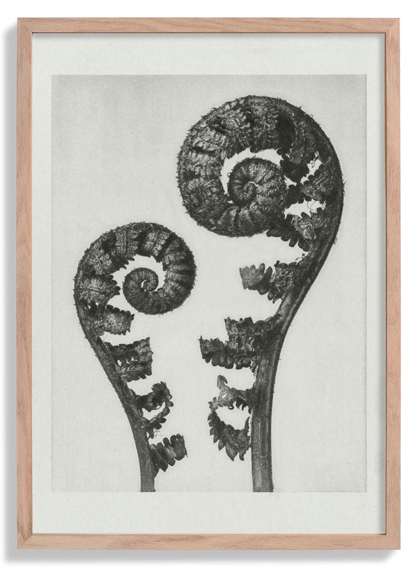 Karl Blossfeldt Photogravure Nr 109