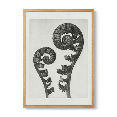 Karl Blossfeldt Photogravure Nr 109