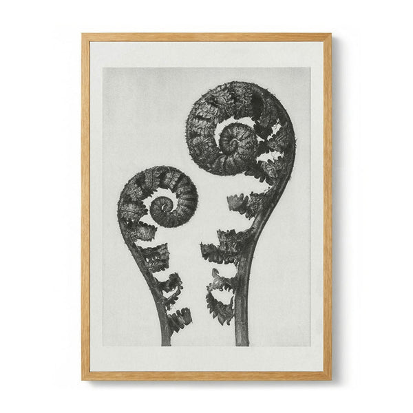 Karl Blossfeldt Photogravure Nr 109