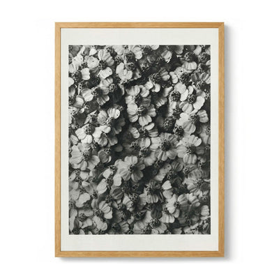 Karl Blossfeldt Photogravure Nr 68