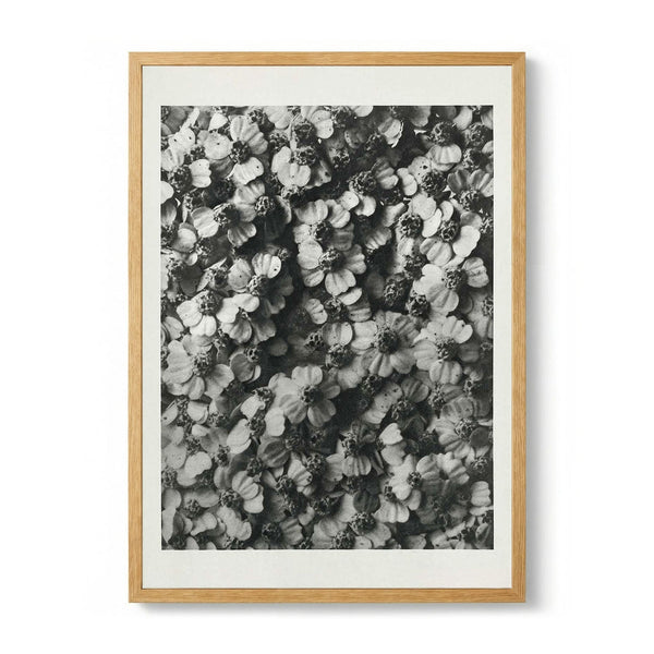 Karl Blossfeldt Photogravure Nr 68