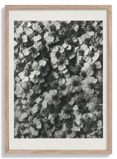 Karl Blossfeldt Photogravure Nr 68