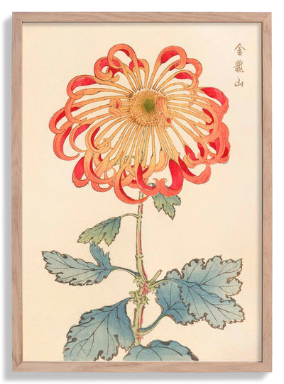 Keika hyakugiku Pl.08 1893 by Keika Hosegawa