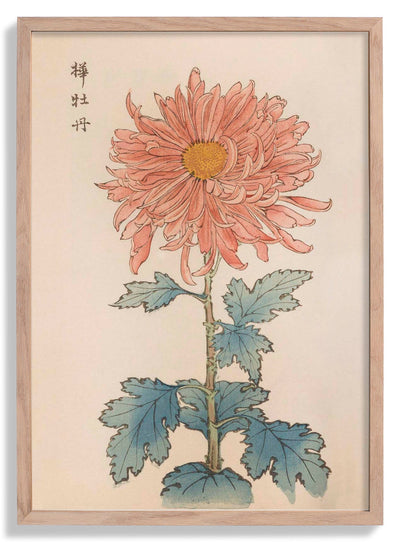 Keika hyakugiku Pl.15 1893 by Keika Hosegawa