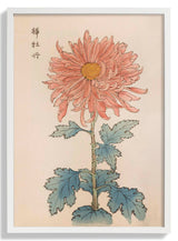 Keika hyakugiku Pl.15 1893 by Keika Hosegawa - Kuriosis Fine Art GmbH
