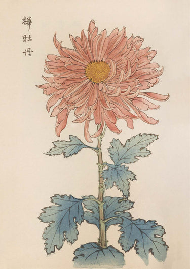 Keika hyakugiku Pl.15 1893 by Keika Hosegawa - Kuriosis Fine Art GmbH