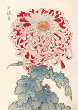 Keika hyakugiku Pl.16 by Keika Hosegawa - Kuriosis Fine Art GmbH