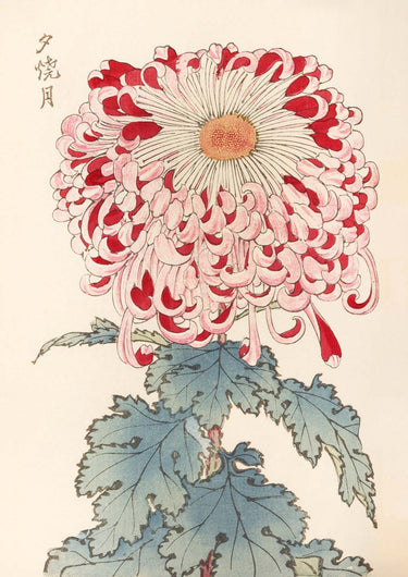 Keika hyakugiku Pl.16 by Keika Hosegawa - Kuriosis Fine Art GmbH