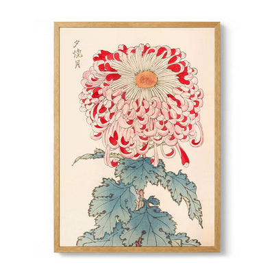 Keika hyakugiku Pl.16 by Keika Hosegawa