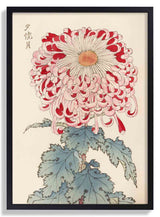 Keika hyakugiku Pl.16 by Keika Hosegawa - Kuriosis Fine Art GmbH