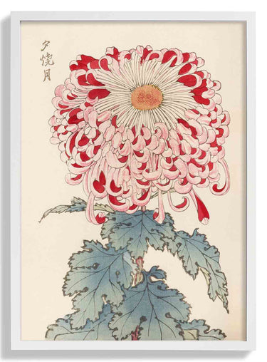 Keika hyakugiku Pl.16 by Keika Hosegawa - Kuriosis Fine Art GmbH