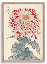 Keika hyakugiku Pl.16 by Keika Hosegawa - Kuriosis Fine Art GmbH