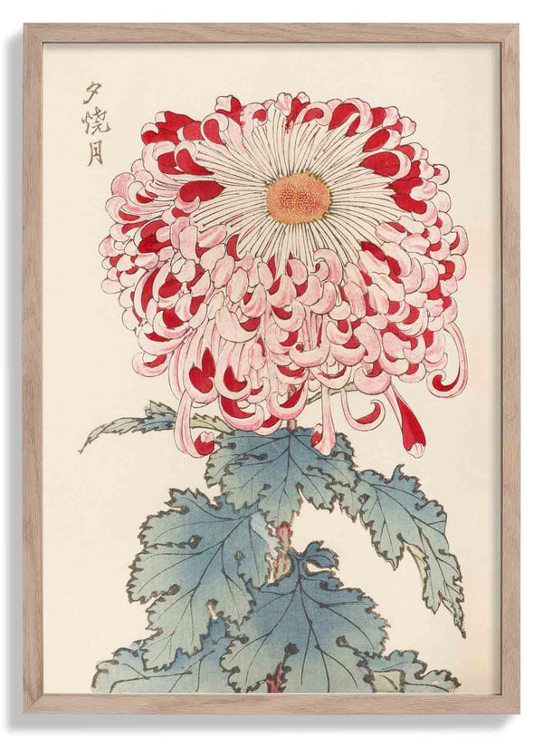 Keika hyakugiku Pl.16 von Keika Hosegawa