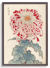 Keika hyakugiku Pl.16 by Keika Hosegawa - Kuriosis Fine Art GmbH