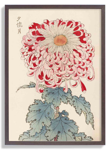 Keika hyakugiku Pl.16 by Keika Hosegawa - Kuriosis Fine Art GmbH