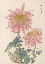 Keika hyakugiku Pl.17 1893 by Keika Hosegawa - Kuriosis Fine Art GmbH