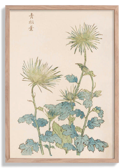 Keika hyakugiku Pl.18 by Keika Hosegawa