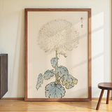 Keika hyakugiku Pl.19 by Keika Hosegawa - Kuriosis Fine Art GmbH