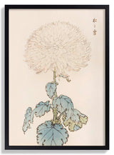 Keika hyakugiku Pl.19 by Keika Hosegawa - Kuriosis Fine Art GmbH