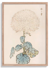 Keika hyakugiku Pl.19 by Keika Hosegawa - Kuriosis Fine Art GmbH