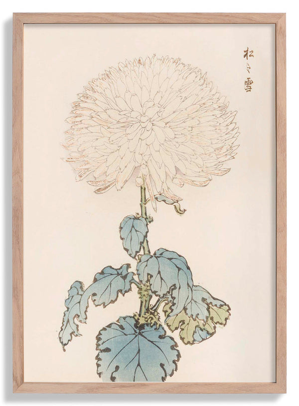 Keika hyakugiku Pl.19 di Keika Hosegawa