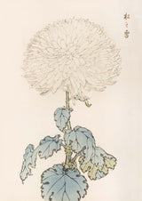 Keika hyakugiku Pl.19 by Keika Hosegawa - Kuriosis Fine Art GmbH