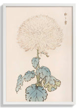 Keika hyakugiku Pl.19 by Keika Hosegawa - Kuriosis Fine Art GmbH