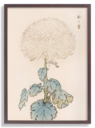 Keika hyakugiku Pl.19 by Keika Hosegawa - Kuriosis Fine Art GmbH