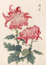 Keika hyakugiku Pl.23 by Keika Hosegawa - Kuriosis Fine Art GmbH