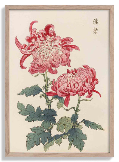 Keika hyakugiku Pl.23 by Keika Hosegawa