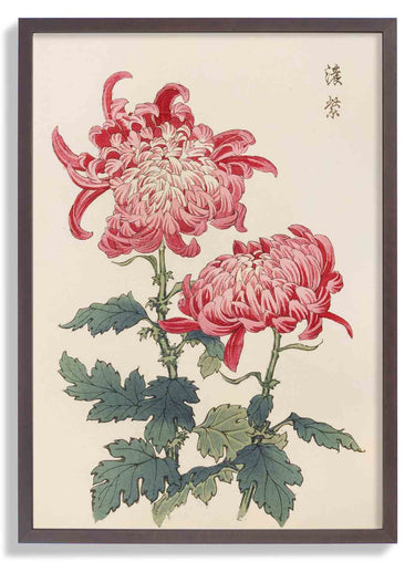 Keika hyakugiku Pl.23 by Keika Hosegawa - Kuriosis Fine Art GmbH