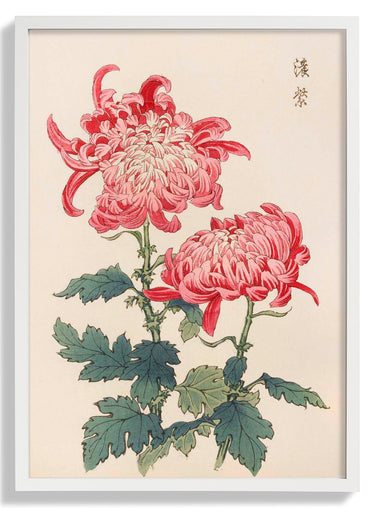 Keika hyakugiku Pl.23 by Keika Hosegawa - Kuriosis Fine Art GmbH