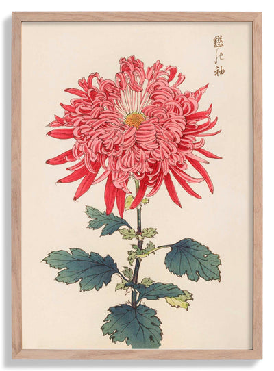 Keika hyakugiku Pl.24 by Keika Hosegawa