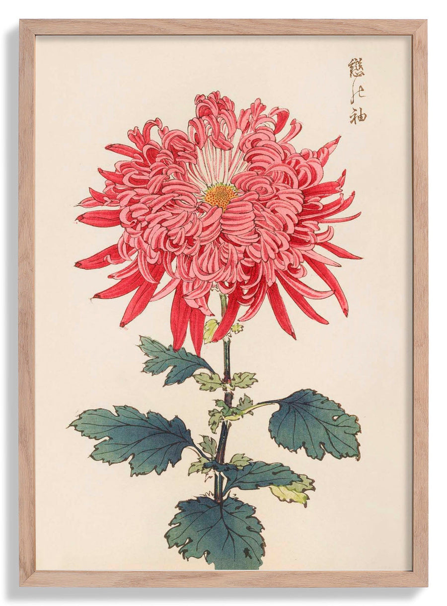 Keika hyakugiku Pl.24 by Keika Hosegawa - Kuriosis Fine Art GmbH