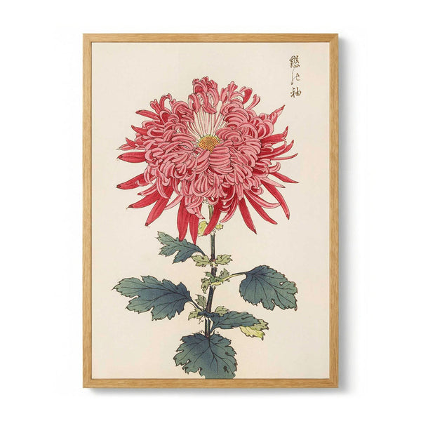 Keika hyakugiku Pl.24 by Keika Hosegawa - Kuriosis Fine Art GmbH