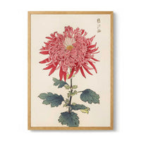 Keika hyakugiku Pl.24 by Keika Hosegawa - Kuriosis Fine Art GmbH