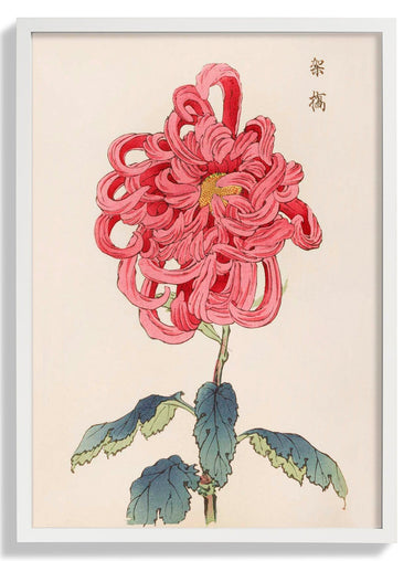 Keika hyakugiku Pl.25 by Keika Hosegawa - Kuriosis Fine Art GmbH