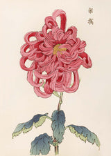 Keika hyakugiku Pl.25 by Keika Hosegawa - Kuriosis Fine Art GmbH