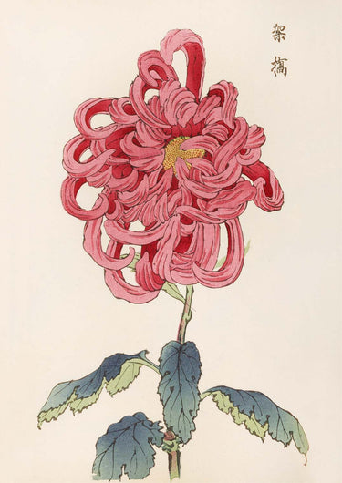 Keika hyakugiku Pl.25 by Keika Hosegawa - Kuriosis Fine Art GmbH