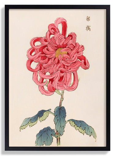 Keika hyakugiku Pl.25 by Keika Hosegawa - Kuriosis Fine Art GmbH