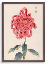 Keika hyakugiku Pl.25 by Keika Hosegawa - Kuriosis Fine Art GmbH