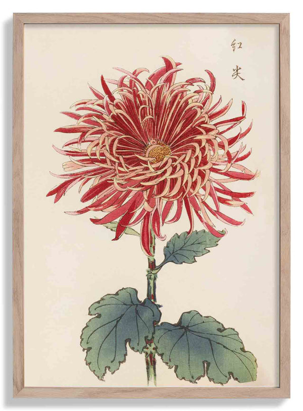 Keika hyakugiku Pl.27 di Keika Hosegawa